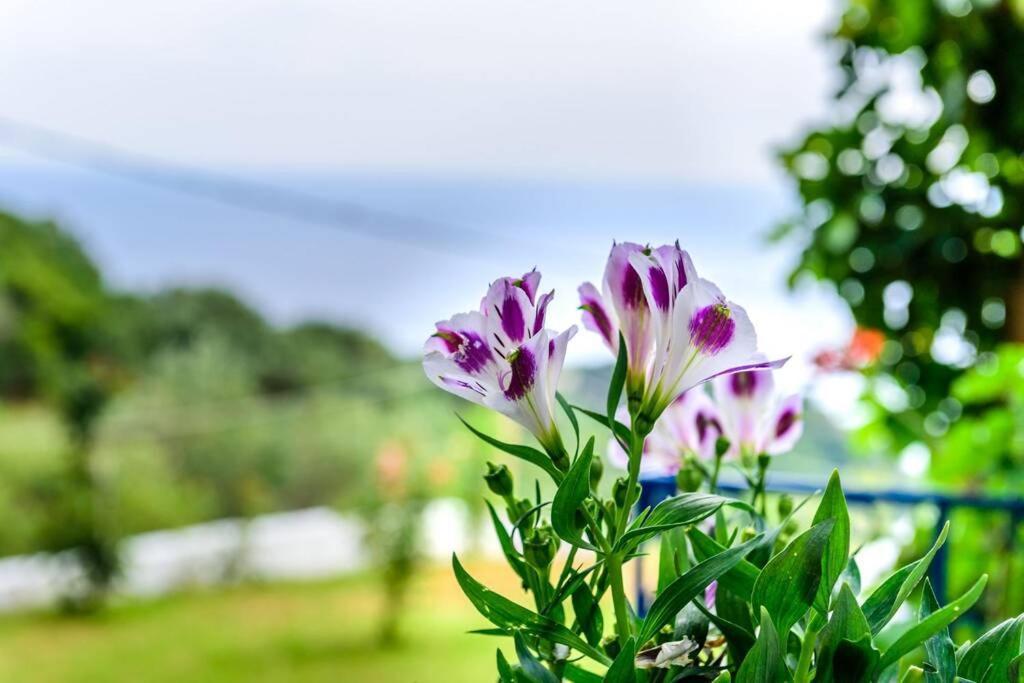 Villa Panorama Lijá Kültér fotó